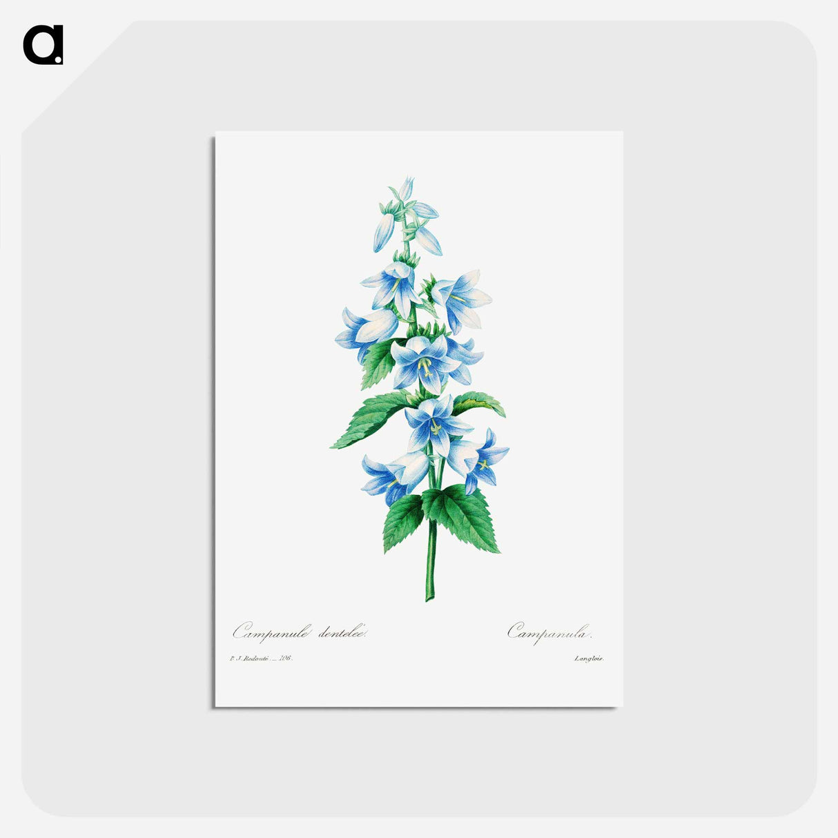 アートポストカード-Bellflower - ピエール ジョゼフ ルドゥーテ Postcard.