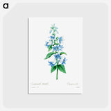 アートポストカード-Bellflower - ピエール ジョゼフ ルドゥーテ Postcard.