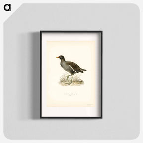 アートポスター-Common Moorhen
 - スヴェンスカ フォグラル Poster.