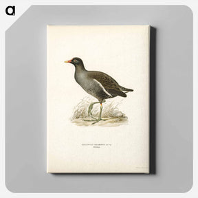 アートパネル-Common Moorhen
 - スヴェンスカ フォグラル Canvas.