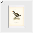 アートポストカード-Common Moorhen
 - スヴェンスカ フォグラル Postcard.