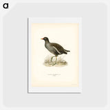 アートポストカード-Common Moorhen
 - スヴェンスカ フォグラル Postcard.