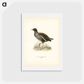 アートポストカード-Common Moorhen
 - スヴェンスカ フォグラル Postcard.