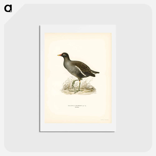 Common Moorhen
 - スヴェンスカ フォグラル Postcard.