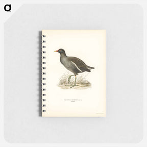 アートメモ帳-Common Moorhen
 - スヴェンスカ フォグラル Memo.