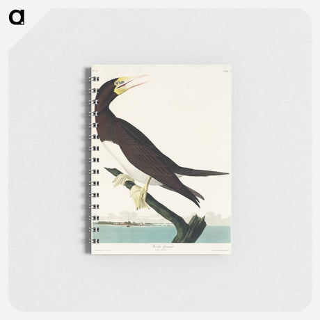 アートメモ帳-Booby Gannet from Birds of America
 - アメリカの鳥たち Memo.