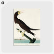 アートポストカード-Booby Gannet from Birds of America
 - アメリカの鳥たち Postcard.