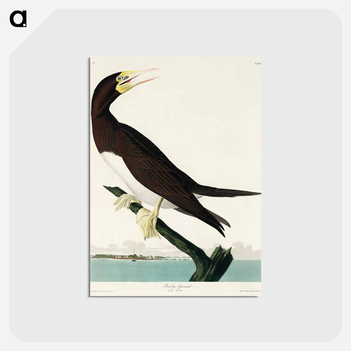 アートポストカード-Booby Gannet from Birds of America
 - アメリカの鳥たち Postcard.