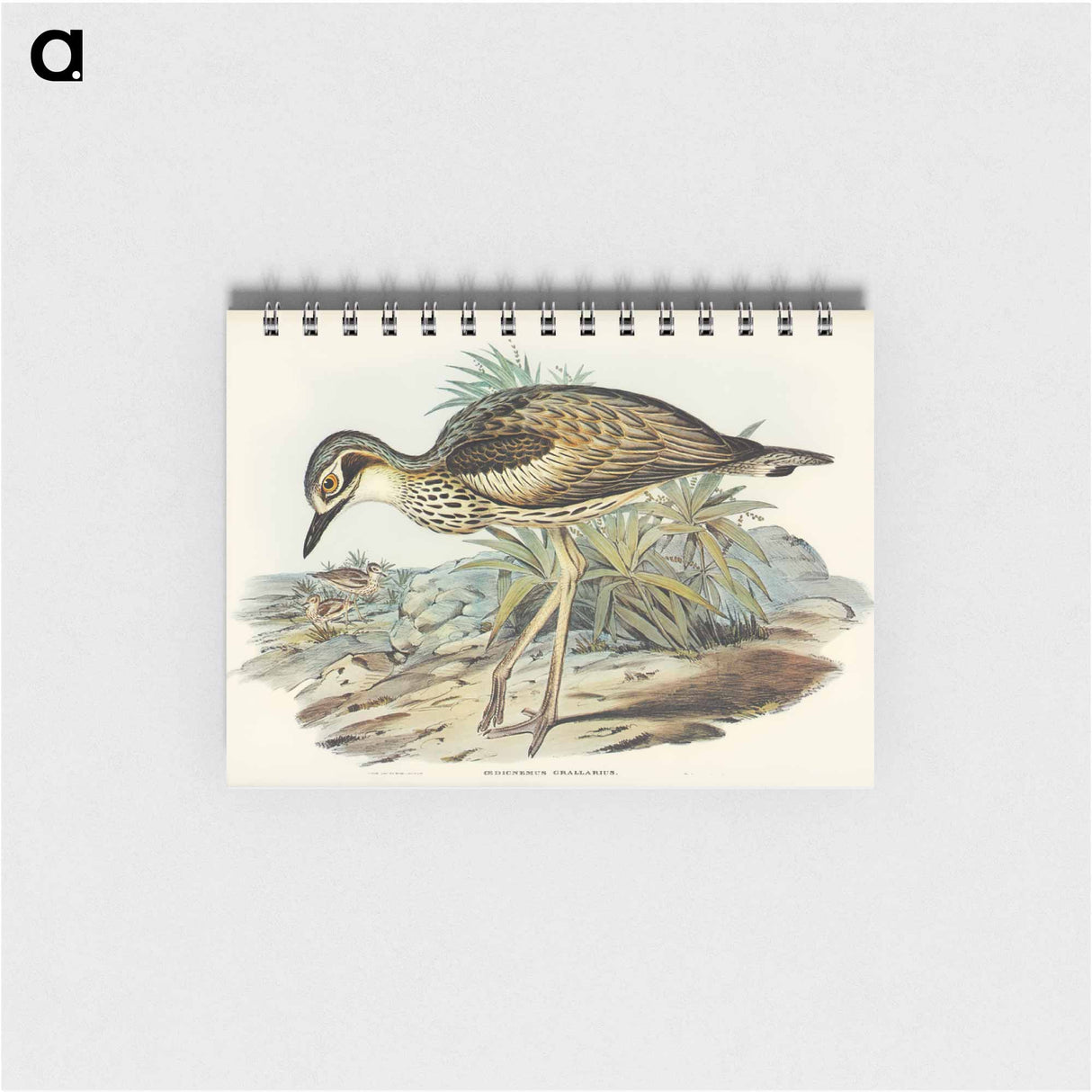 アートメモ帳-Southern Stone-Plover
 - オーストラリアの鳥 Memo.