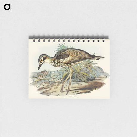アートメモ帳-Southern Stone-Plover
 - オーストラリアの鳥 Memo.