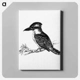 アートパネル-Jackass Bird from Adventures of a Gold-Digger
 - 大英図書館 Canvas.