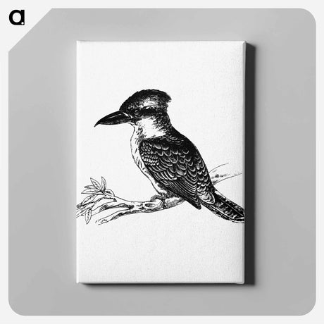 アートパネル-Jackass Bird from Adventures of a Gold-Digger
 - 大英図書館 Canvas.