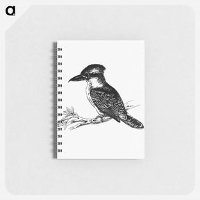 アートメモ帳-Jackass Bird from Adventures of a Gold-Digger
 - 大英図書館 Memo.