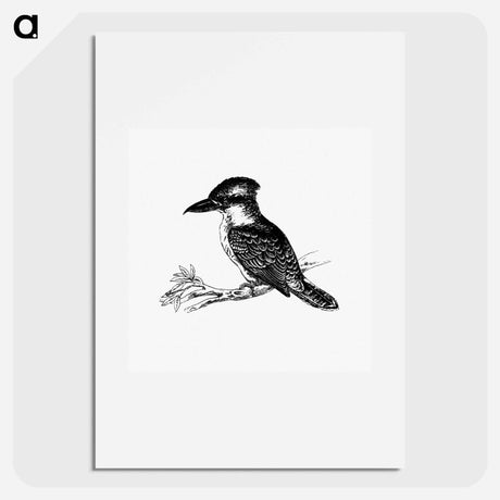 アートポスター-Jackass Bird from Adventures of a Gold-Digger
 - 大英図書館 Poster.