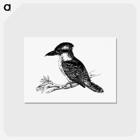 アートポストカード-Jackass Bird from Adventures of a Gold-Digger
 - 大英図書館 Postcard.