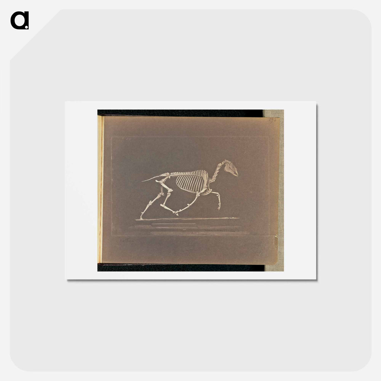 アートポストカード-Trotting
 - エドワード マイブリッジ Postcard.
