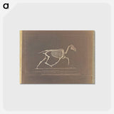 アートポストカード-Trotting
 - エドワード マイブリッジ Postcard.