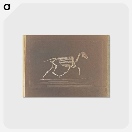 アートポストカード-Trotting
 - エドワード マイブリッジ Postcard.