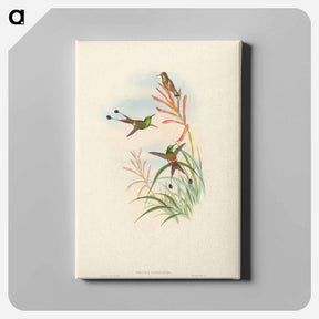 アートパネル-Discura longicauda (Racket-Tail)
 - ジョン グールド Canvas.