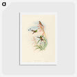 アートポストカード-Discura longicauda (Racket-Tail)
 - ジョン グールド Postcard.