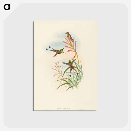 アートポストカード-Discura longicauda (Racket-Tail)
 - ジョン グールド Postcard.