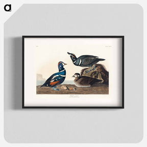 アートポスター-Harlequin Duck
 - ジョン ジェームス オーデュボン Poster.