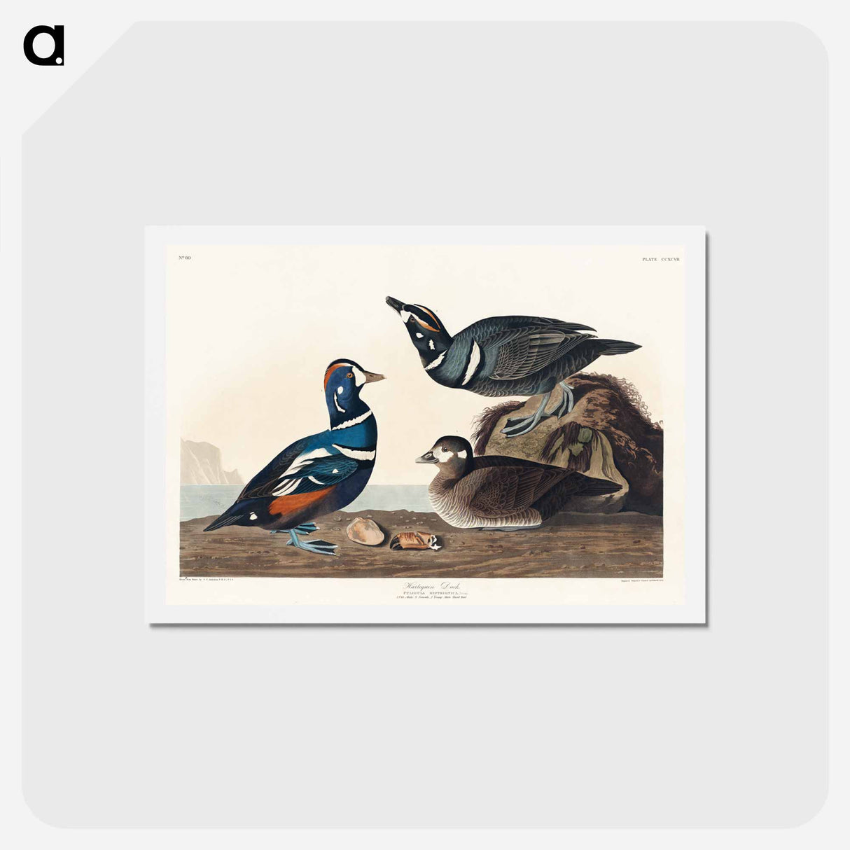 アートポストカード-Harlequin Duck
 - ジョン ジェームス オーデュボン Postcard.