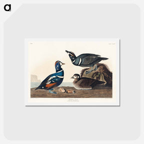アートポストカード-Harlequin Duck
 - ジョン ジェームス オーデュボン Postcard.