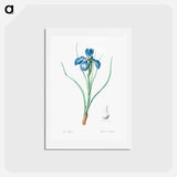 アートポストカード-Lris xyphioides llustration from Les liliacées - ピエール ジョゼフ ルドゥーテ Postcard.