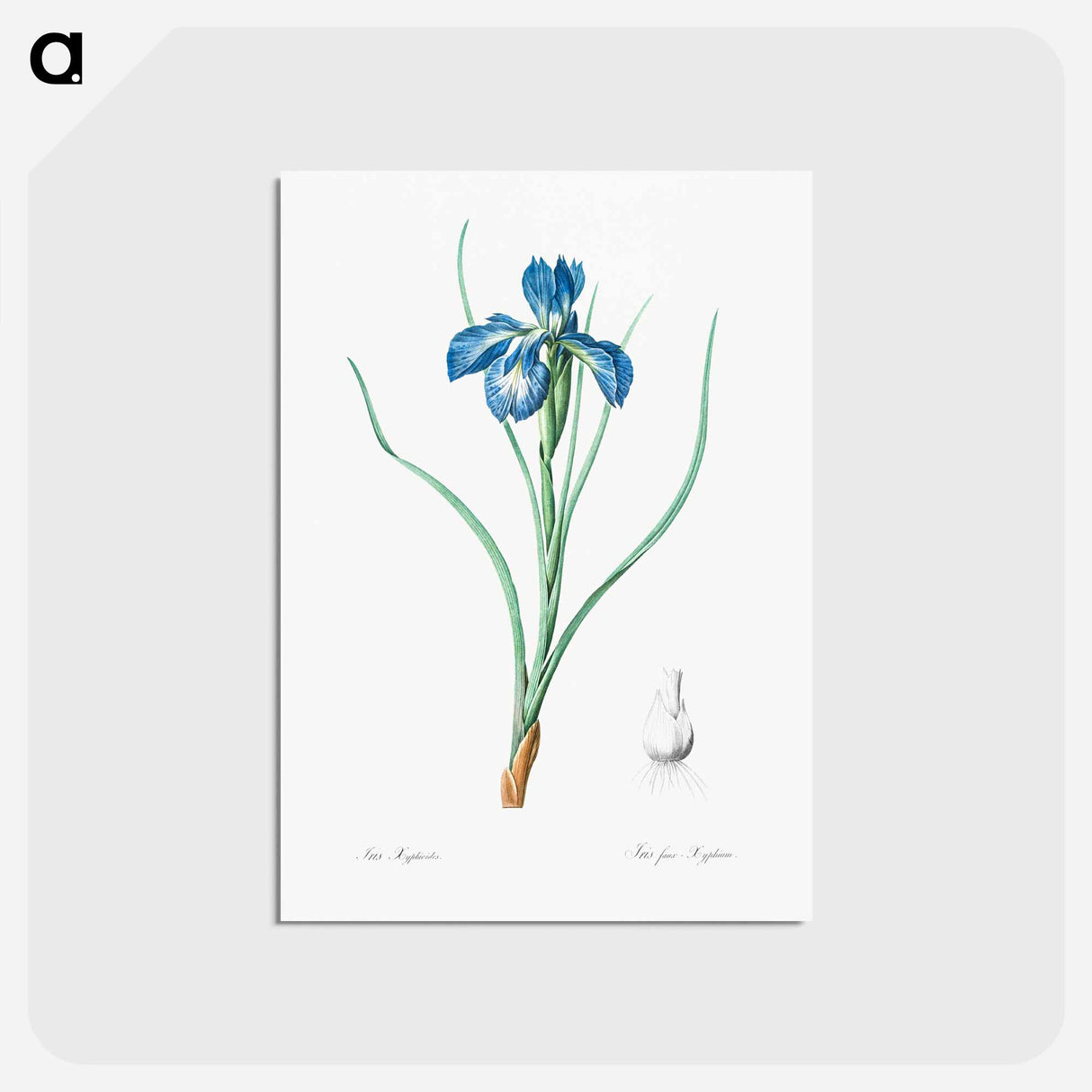 アートポストカード-Lris xyphioides llustration from Les liliacées - ピエール ジョゼフ ルドゥーテ Postcard.