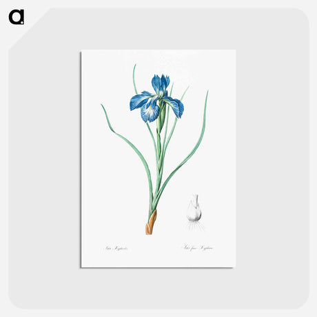 アートポストカード-Lris xyphioides llustration from Les liliacées - ピエール ジョゼフ ルドゥーテ Postcard.