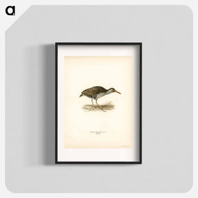 アートポスター-Water Rail
 - スヴェンスカ フォグラル Poster.