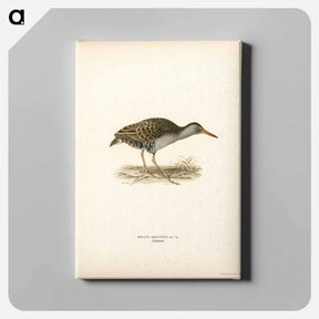 アートパネル-Water Rail
 - スヴェンスカ フォグラル Canvas.