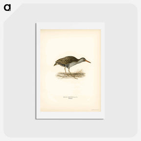 アートポストカード-Water Rail
 - スヴェンスカ フォグラル Postcard.