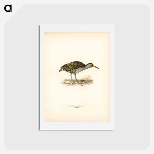 Water Rail
 - スヴェンスカ フォグラル Postcard.