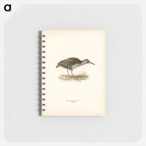 アートメモ帳-Water Rail
 - スヴェンスカ フォグラル Memo.