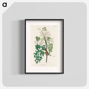 アートポスター-White-eyed Flycatcher, or Vireo from Birds of America
 - アメリカの鳥たち Poster.