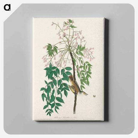 アートパネル-White-eyed Flycatcher, or Vireo from Birds of America
 - アメリカの鳥たち Canvas.