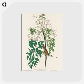 アートポストカード-White-eyed Flycatcher, or Vireo from Birds of America
 - アメリカの鳥たち Postcard.