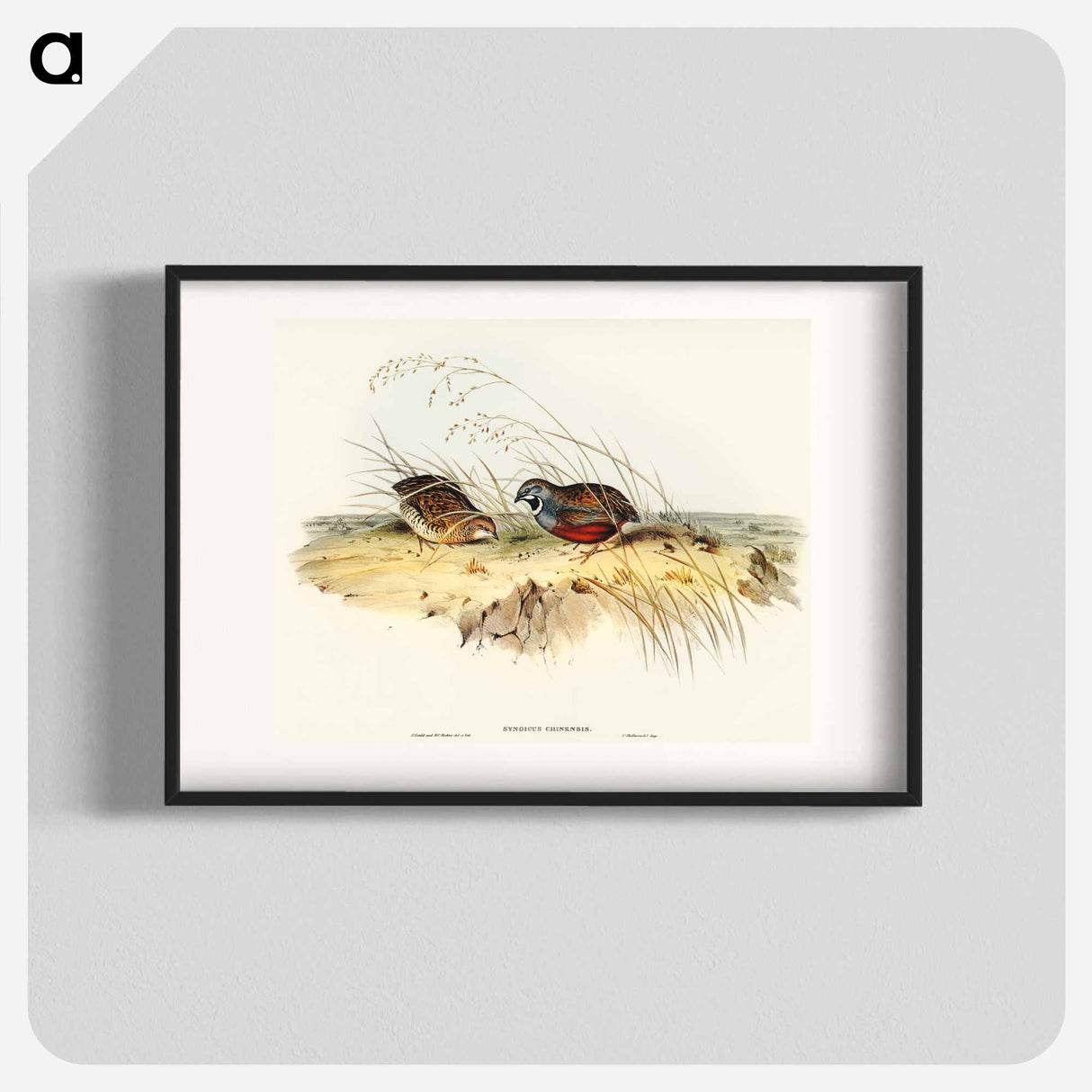 アートポスター-Chinese Quail
 - オーストラリアの鳥 Poster.