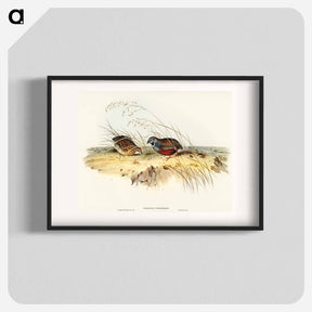 アートポスター-Chinese Quail
 - オーストラリアの鳥 Poster.