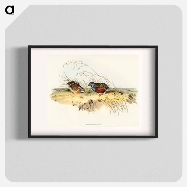 アートポスター-Chinese Quail
 - オーストラリアの鳥 Poster.