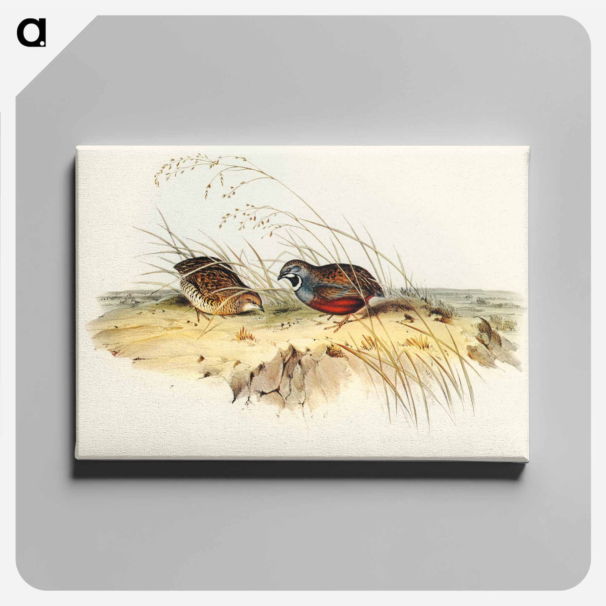 アートパネル-Chinese Quail
 - オーストラリアの鳥 Canvas.