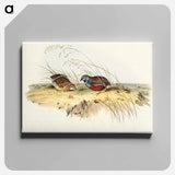 アートパネル-Chinese Quail
 - オーストラリアの鳥 Canvas.