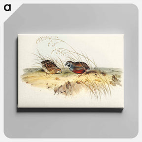 アートパネル-Chinese Quail
 - オーストラリアの鳥 Canvas.