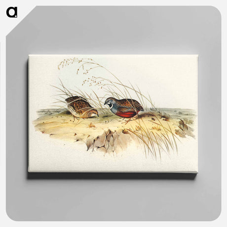 アートパネル-Chinese Quail
 - オーストラリアの鳥 Canvas.