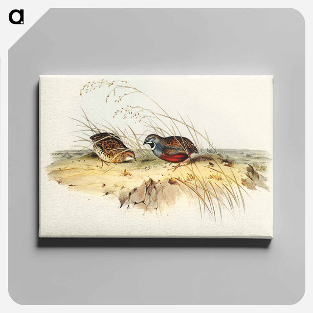 アートパネル-Chinese Quail
 - オーストラリアの鳥 Canvas.