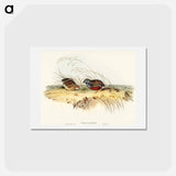 アートポストカード-Chinese Quail
 - オーストラリアの鳥 Postcard.