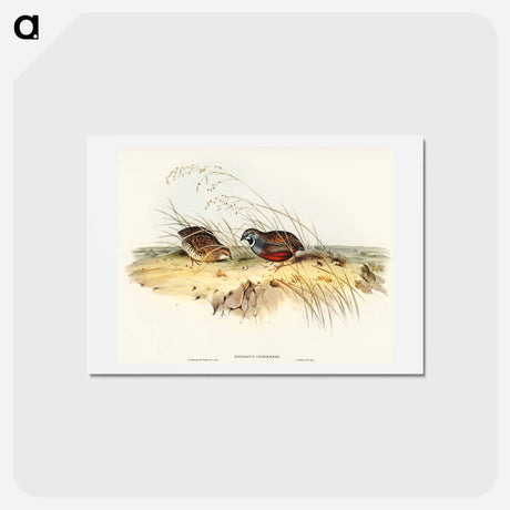 アートポストカード-Chinese Quail
 - オーストラリアの鳥 Postcard.