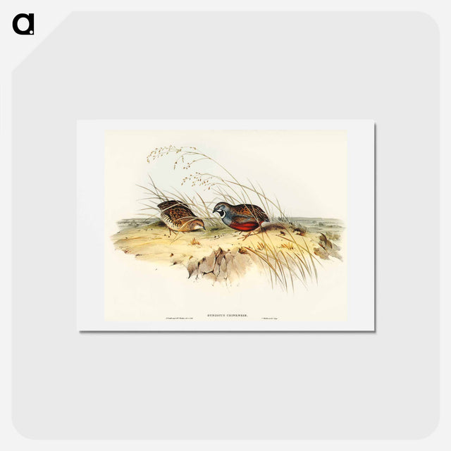 アートポストカード-Chinese Quail
 - オーストラリアの鳥 Postcard.